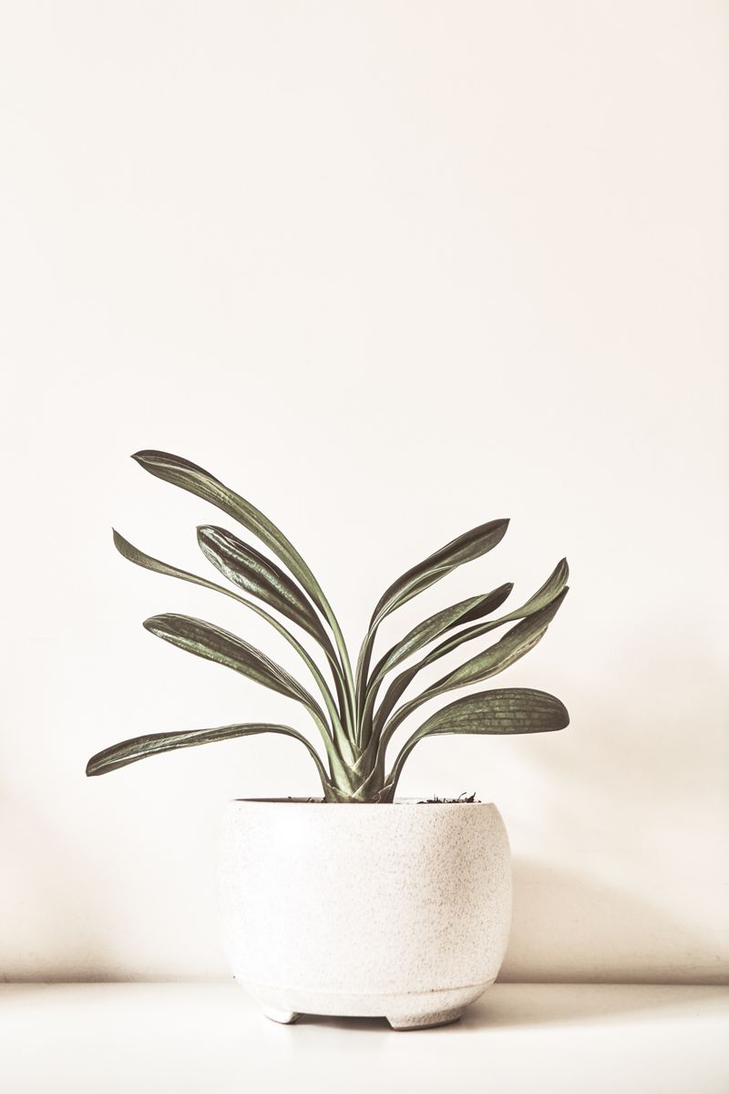Monstera Deliciosa en pot