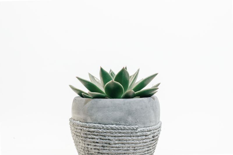 Trio de succulentes